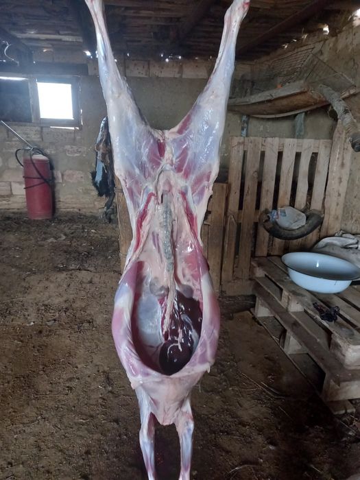 Қойдың еті сатылады