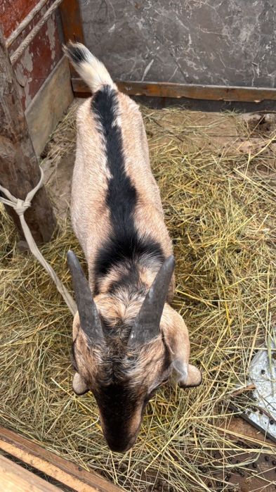 Ешкі козел город алматы