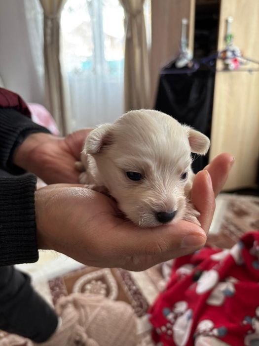 Cauta alta casa căței bichoni două femele si un mascul