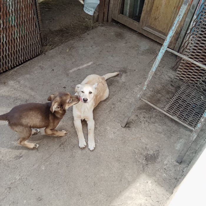 Щенок в ответственные руки