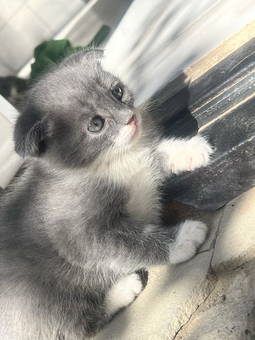 Марғау, котенок мальчик