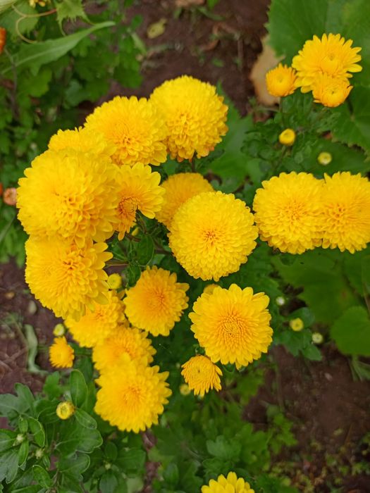 Хризантемы черенки