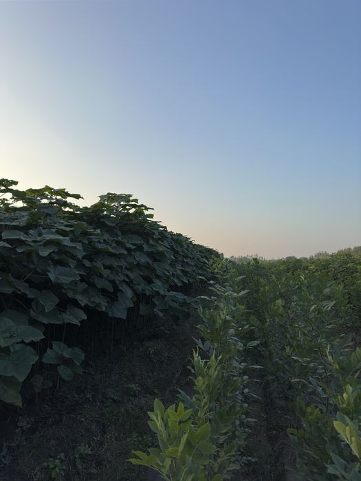 Павловния бор Pavloniya bor