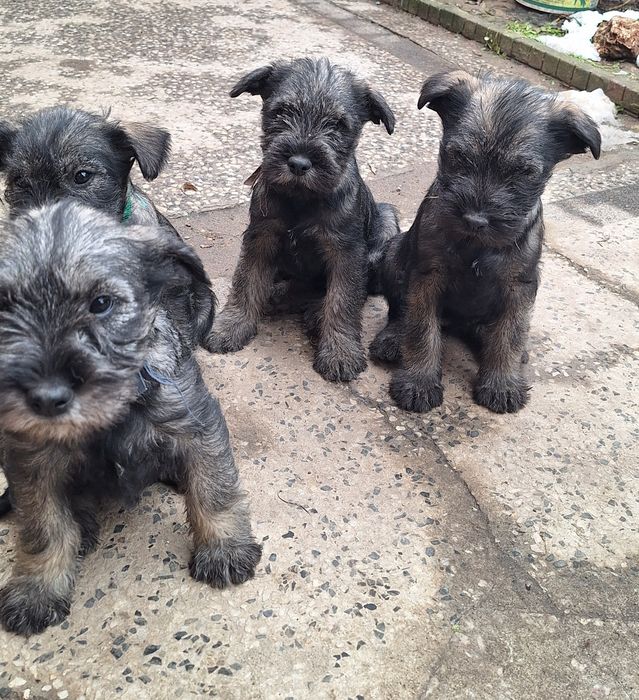 Мител Шнауцер(стандартен)-сол и пипер