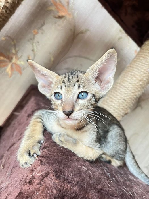 Ориентальные котята