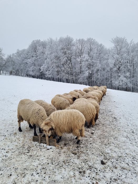 De vanzare oi cu mei