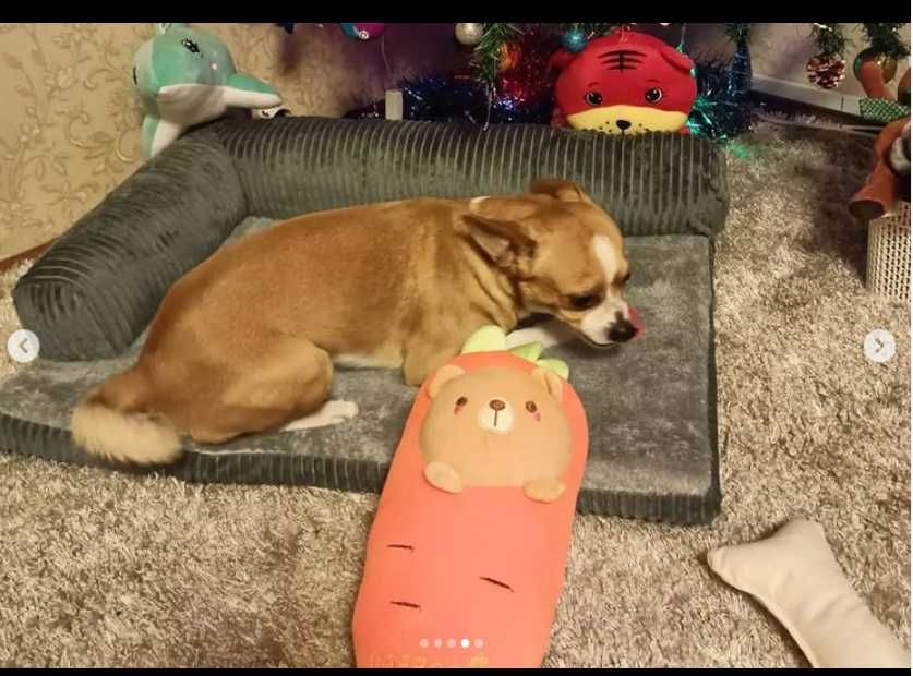 лежаки для собак