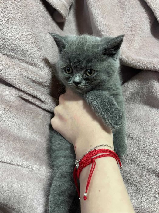 Британска принцеса