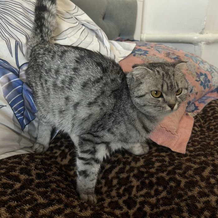 Шадтланская вислаухая