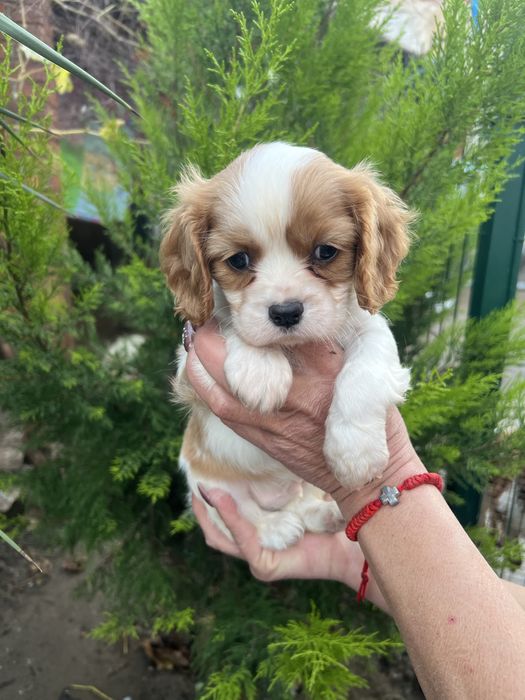 Кавалер Кинг Чарлз