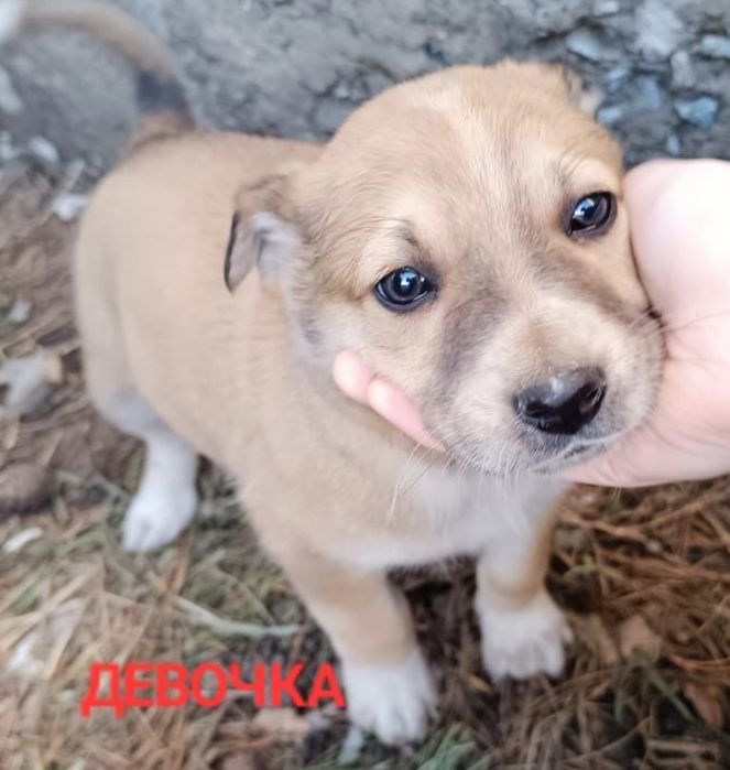 Щенки в ДОБРЫЕ руки.