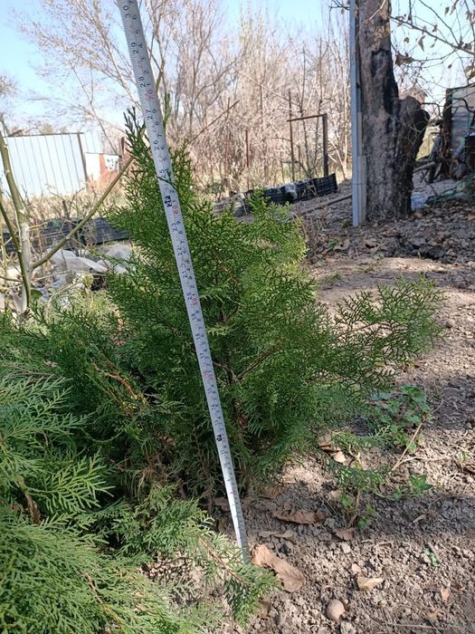 Туя оптом около 30 штук