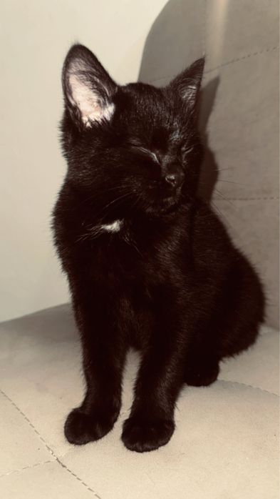 Котенок 3месячный