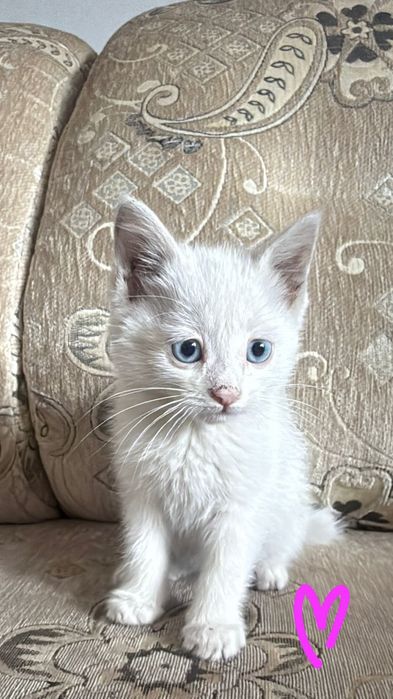 3месячные котята