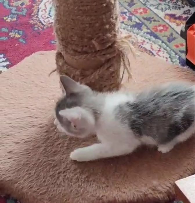 Отдаю котика 1,5 месяцев