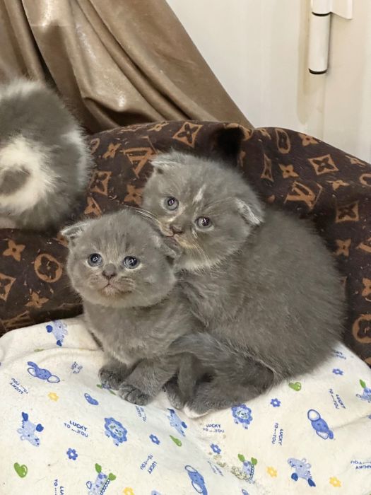 Британский скоттиш фолд и страйт