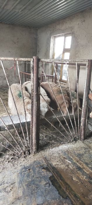 Продам тохты костраты жирные