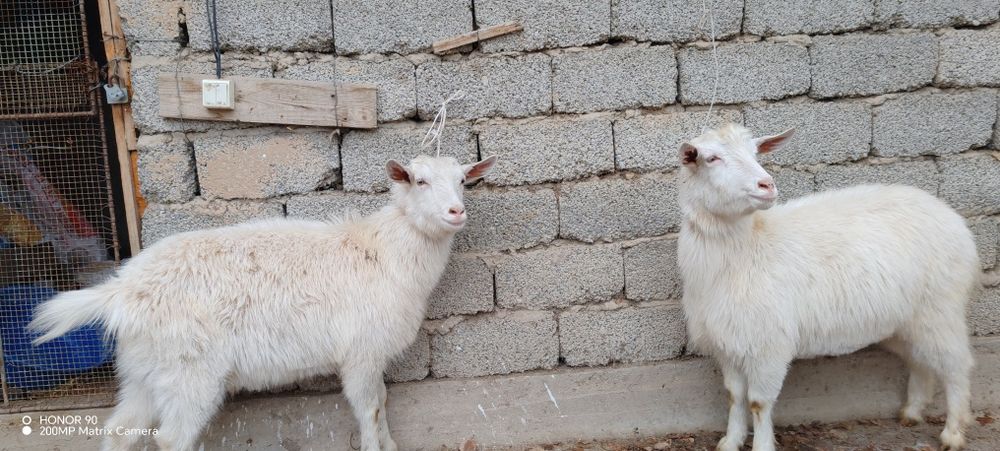 Ешкі козы шібіштер сатылады