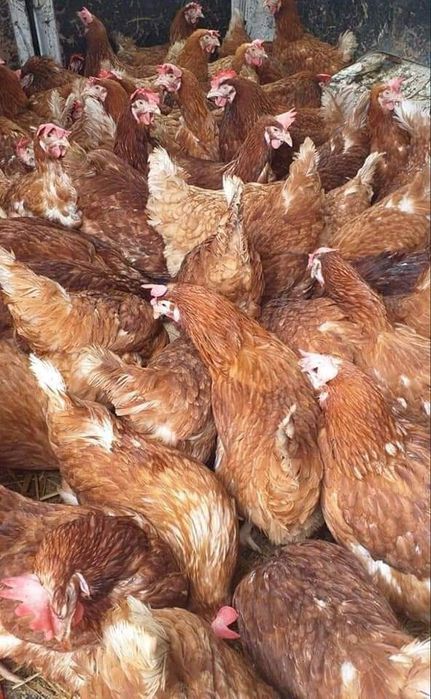 Gaini roșii putoare rasa issa brown