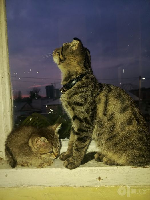 Отдам котенка в хорошие руки