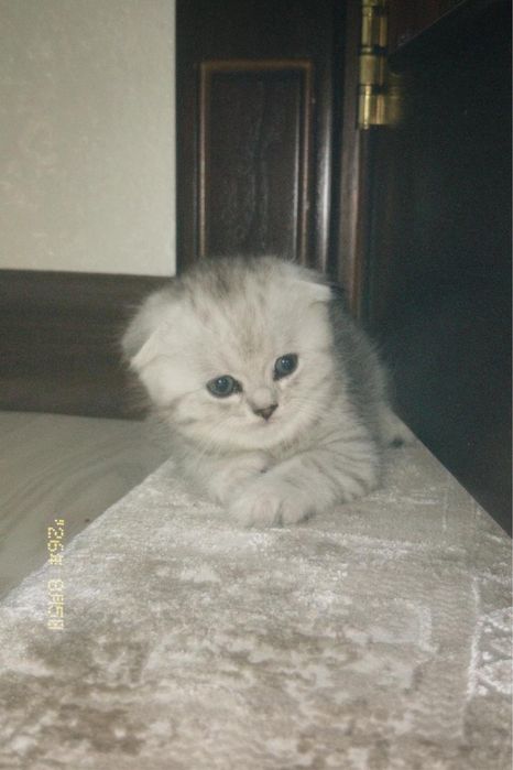 Британский вислоухий котенок