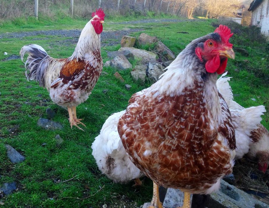 Яйца за инкубация.. катунска кокошка .. патица - /юрдек и неми /