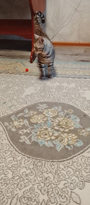 Отдам добрые руки кота