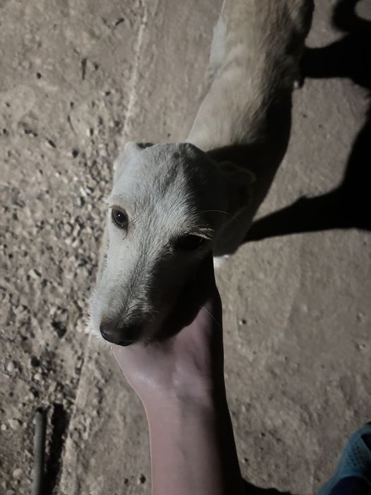 Стерилизованная девочка