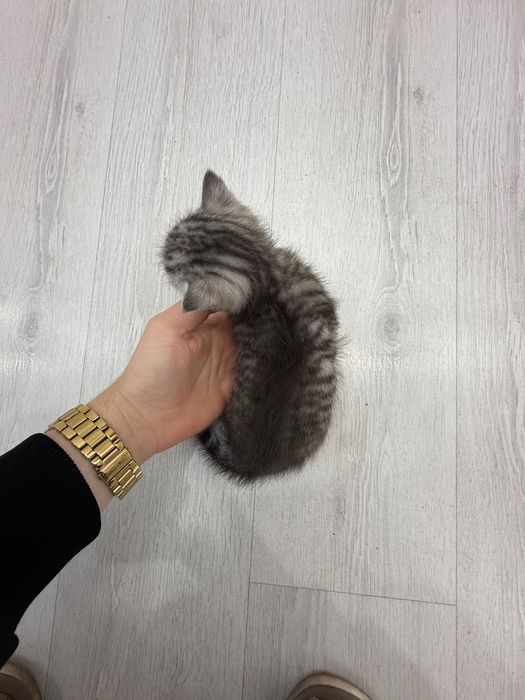 Котята, британцы