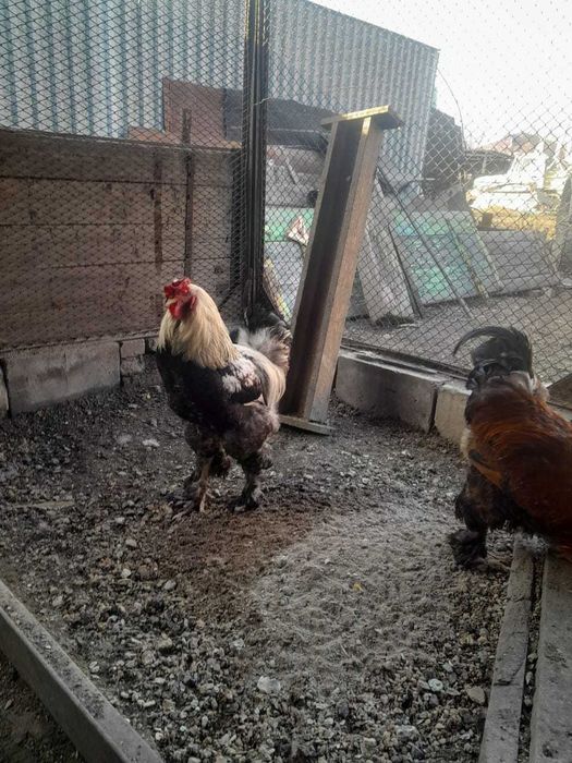 Петухи, 8-9 месяцев