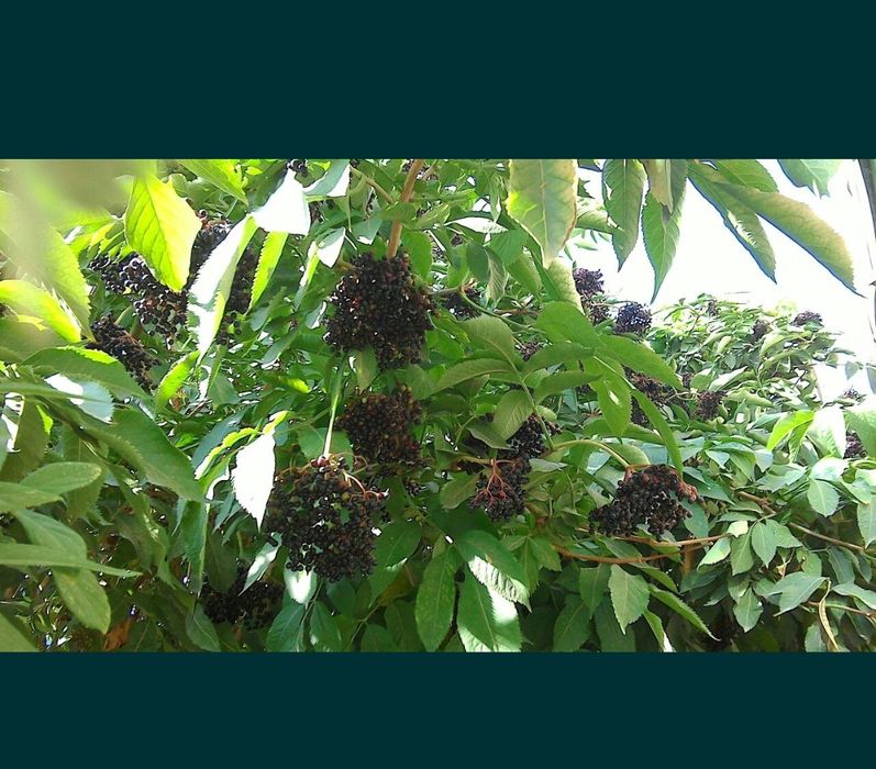 Продам саженцы бузины, сумаха