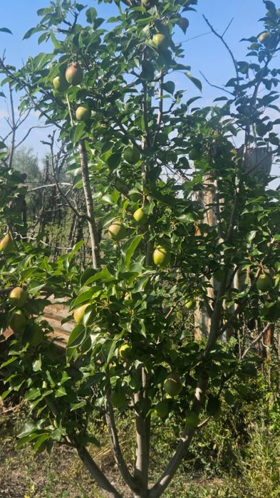 Продам дачу в районе Бугорки