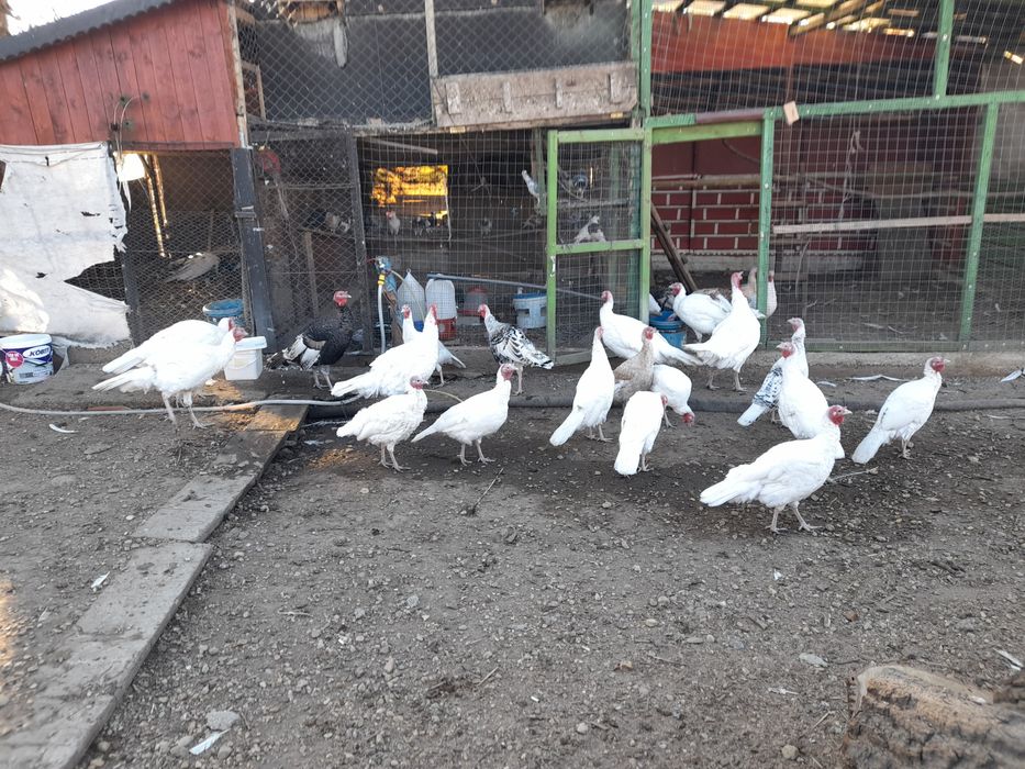 Curcani și curci de vanzare