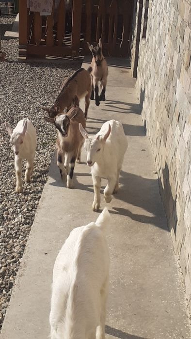 Vând iezi de 2 luni