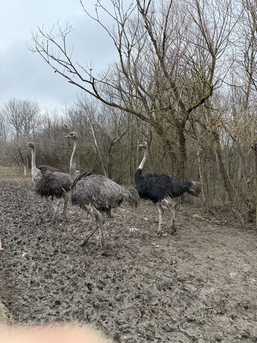 Vand Struti adulti 1 an si 8 luni