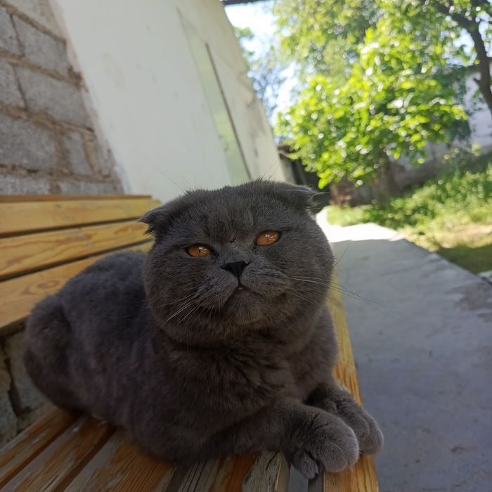 Scottish fold erkak sotiladi