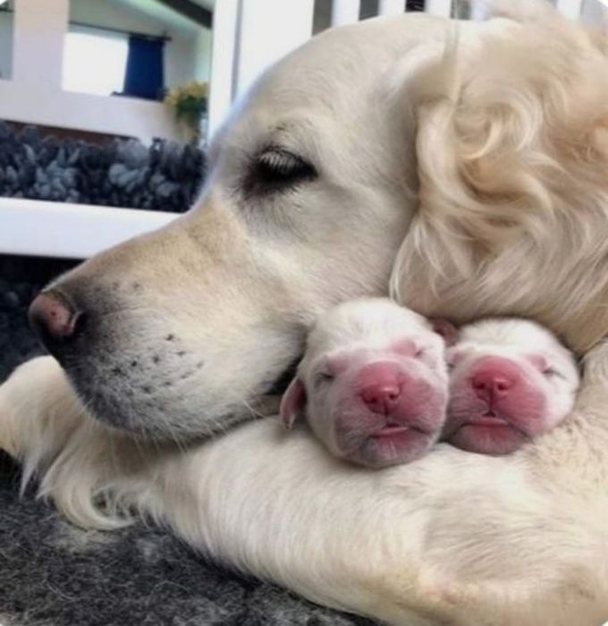 Золотистый Ретривер. Щенки.