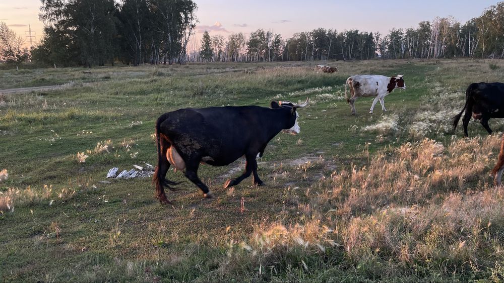 Продам все поголовье сразу