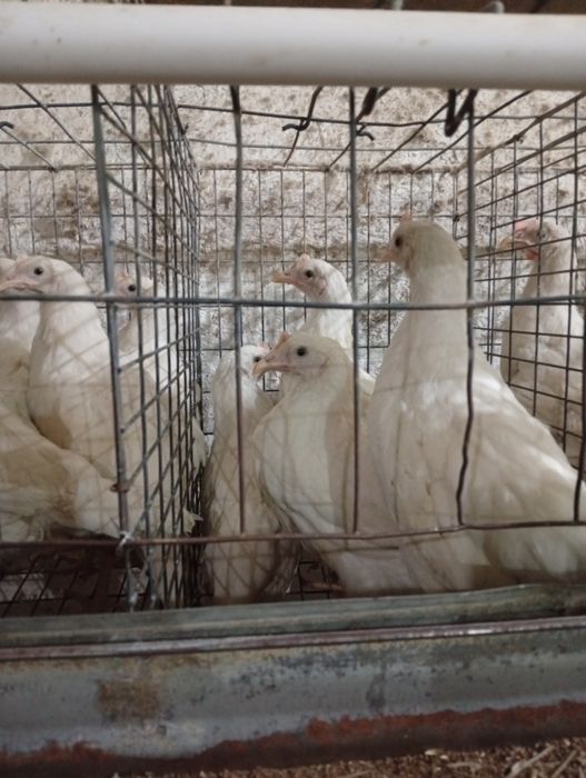 2-2.5 ойлик Ломан Сенди жужалари сотилади оптом ва донага