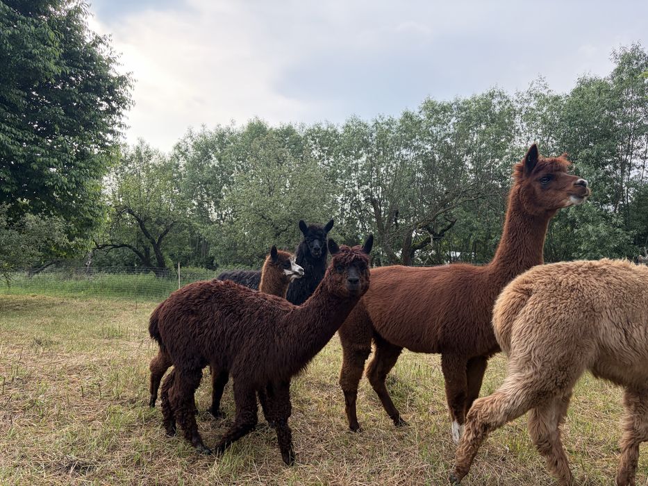 Alpaca de vanzare