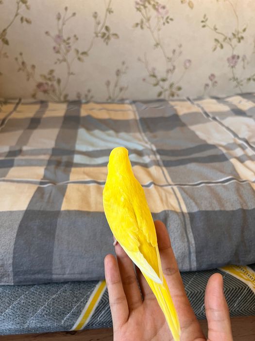 Valnisti papugay, to’tiqush Волнистый попугай альбинос nemis