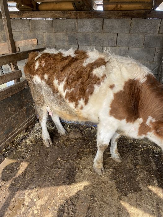 Животные сельхоз/животные