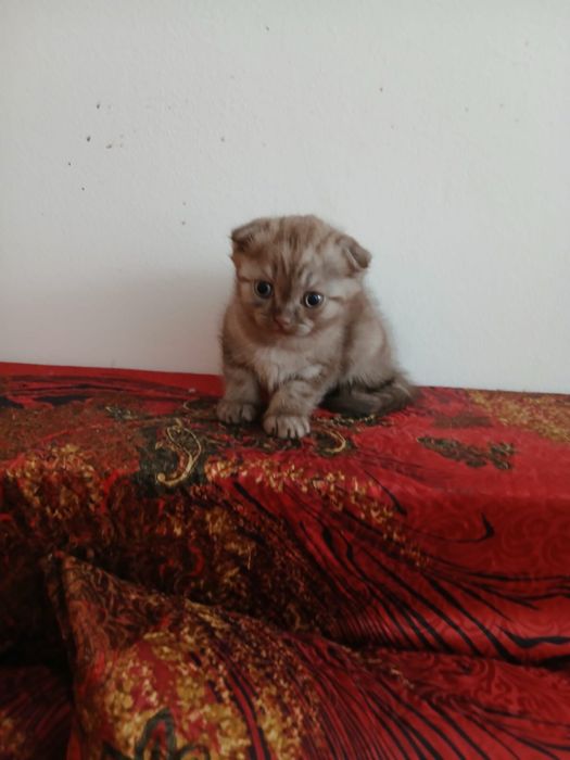 продаем серого котенка
