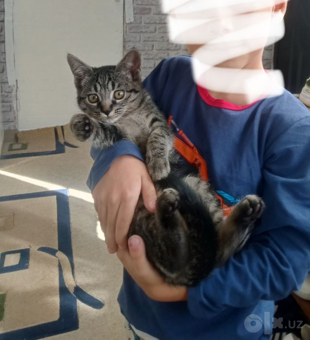 Отдам котенка в хорошие руки