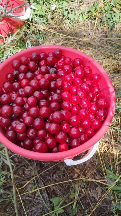 Продам спелую вищн в Астана
