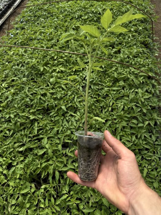 Разсад домати ранни- директно от производител!