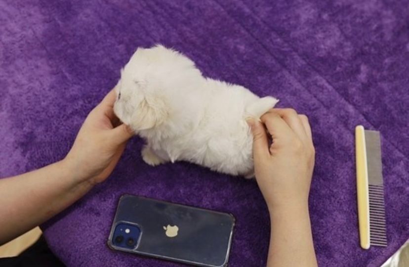 Bichon Maltez Mini Toy