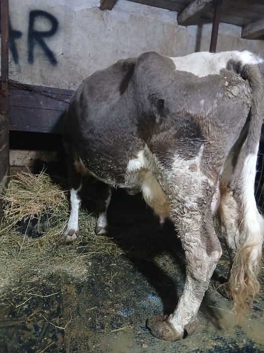 Vând 2 vaci cu lapte