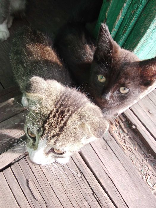 Отдам прекрасных котят