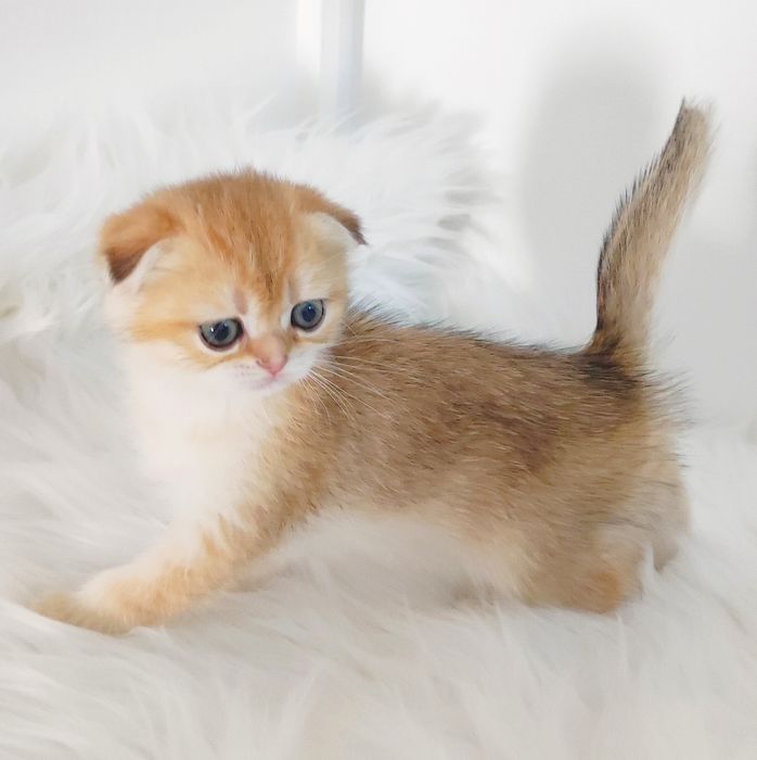 КоТяТа  ШотЛанДскиЕ